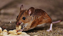 24 Hour & Emergency Exterminators in Corral De Tie, CA